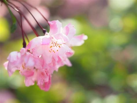 海棠開花|ハナカイドウ（カイドウ）の育て方！剪定時期・方法。